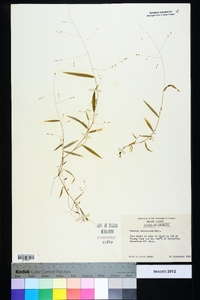 Kellochloa verrucosa image