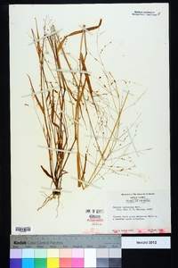 Kellochloa verrucosa image