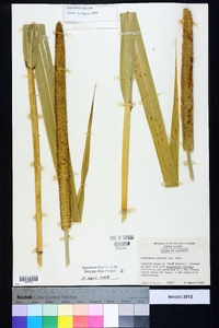 Pennisetum glaucum image