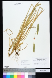 Phalaris angusta image