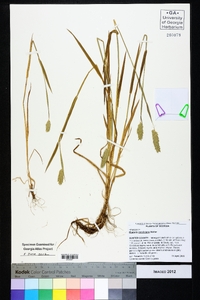 Phalaris caroliniana image