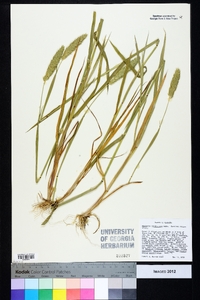 Phalaris caroliniana image