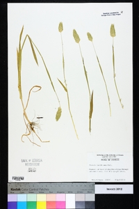 Phalaris caroliniana image