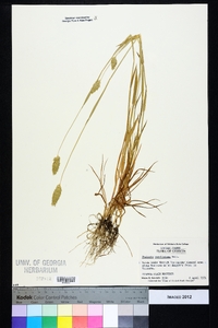 Phalaris caroliniana image