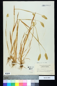 Phalaris caroliniana image