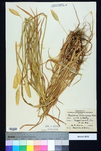 Phalaris caroliniana image