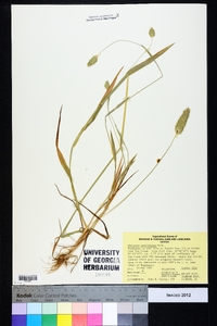 Phalaris caroliniana image