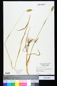 Phalaris caroliniana image