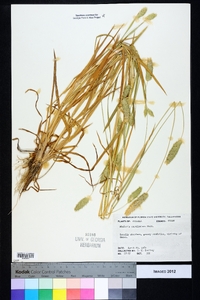 Phalaris caroliniana image