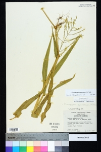 Phanopyrum gymnocarpon image