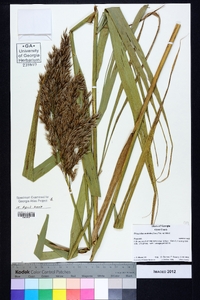 Phragmites australis image