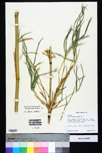 Phyllostachys aurea image