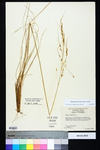 Piptochaetium avenaceum image