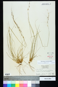 Piptochaetium avenaceum image