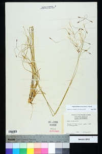 Piptochaetium avenaceum image