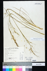 Piptochaetium avenaceum image