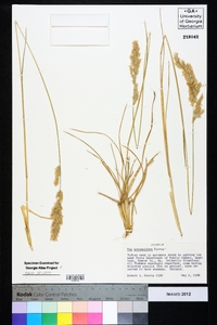 Poa arachnifera image