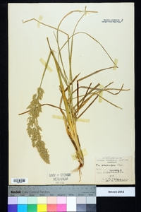 Poa arachnifera image