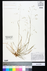 Poa autumnalis image