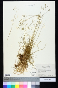 Poa autumnalis image