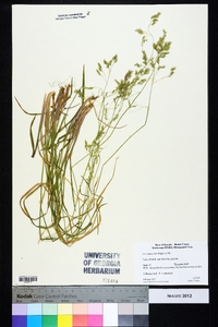 Poa autumnalis image