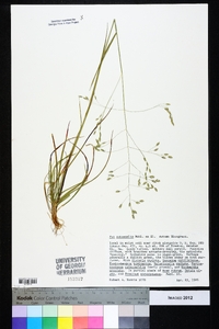 Poa autumnalis image