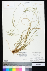 Poa autumnalis image