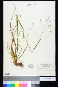 Poa autumnalis image