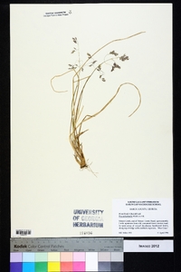 Poa autumnalis image