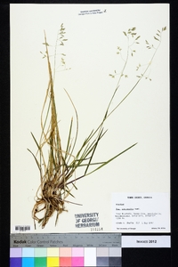 Poa autumnalis image