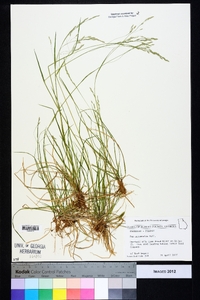 Poa autumnalis image