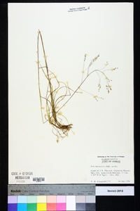 Poa autumnalis image