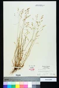 Poa autumnalis image