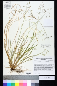 Poa autumnalis image