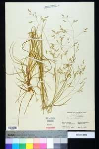 Poa autumnalis image