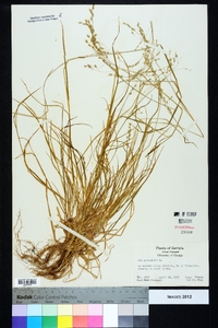 Poa autumnalis image