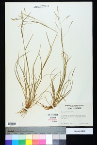 Poa autumnalis image