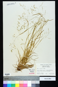 Poa autumnalis image