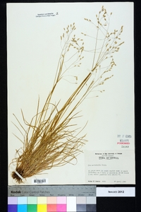 Poa autumnalis image