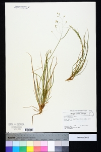 Poa autumnalis image