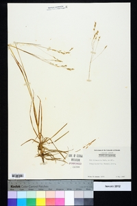 Poa autumnalis image