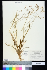 Poa autumnalis image