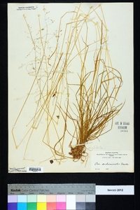 Poa autumnalis image