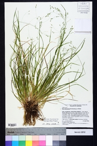 Poa autumnalis image