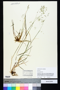 Poa autumnalis image