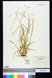 Poa cuspidata image