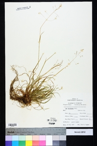 Poa cuspidata image