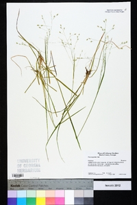 Poa cuspidata image