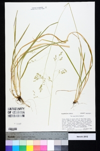 Poa cuspidata image