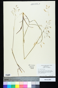 Poa cuspidata image